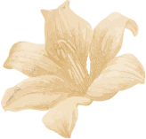 about-3-flower about-3-flower